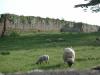 Sheep at old Beamish estate_thumb.jpg 2.3K